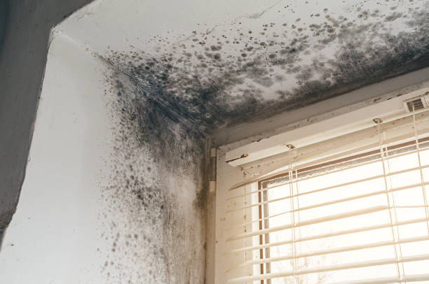 Affordable Mold Inspection And Testing solutions in Mattawan, MI